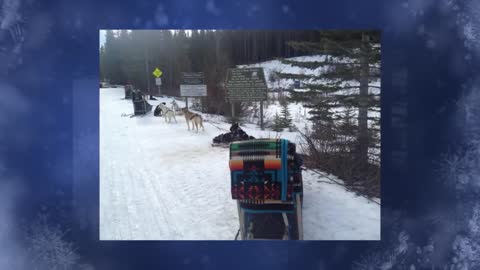 Sled Dog Adventure