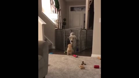 Funny & Cute puppy video