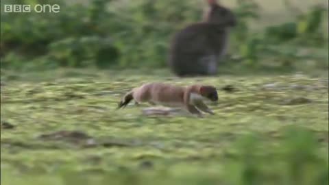 Stoat kills rabbit ten times its size - Life - BBC_Cut