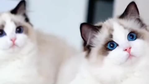 Fanny cat videos | kitty cat video | Cute cat videos | Pet Animal video | Viral video |