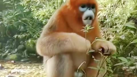 The monkey is eating the fruit. It looks like it's enjoying itself