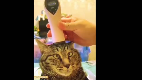 Funny cats nails cutting ✂️ of Cats funny scenes