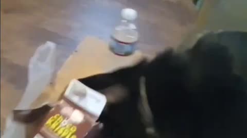 Dog Even Plays With a Box