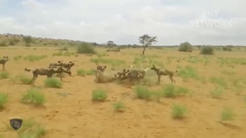 Pack Of Wild Dog Fierce And Bloodthirsty Destroy Big Prey Too Brutally -- Animal Planet Discovery