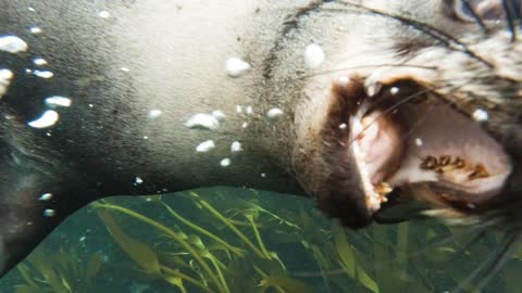 Close-Up View of Sea Lion Swimming Underwater