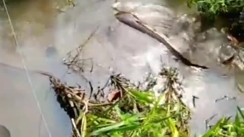 try fishing in the small waters of the rice field culverts