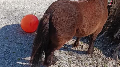 Desensitizing Yogi (miniature horse)