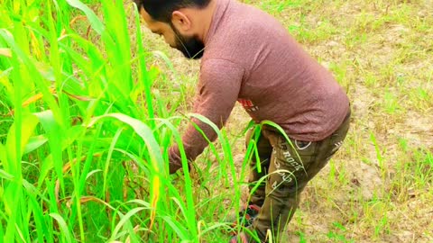 Grass theft caught by farmer and he beaten me