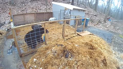 Pigs Fight off Hungry Black Bear