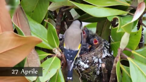 the nest of the goldfinch in nature 🪺 SPECTACULAR