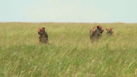 A group of lions walk through tall grass in the distance on the prowl