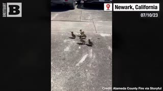 LUCKY DUCKIES! California Firefighters Rescue Ducklings TRAPPED in Storm Drain