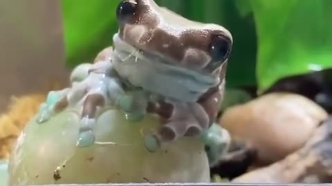 Amazon milk frog ~ This color this texture, the beauty is a little unreal!