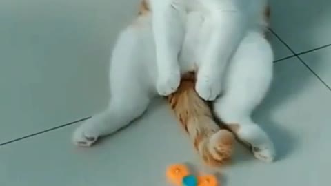 So funny cat video 😂😂