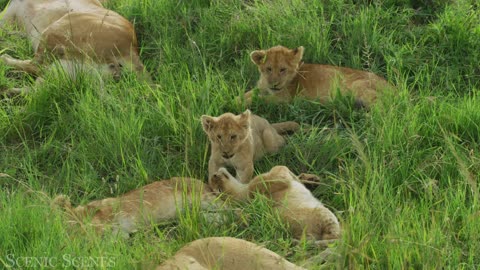 "Wonderful World of Baby Animals: A Relaxing Journey into Nature's Cutest Delights" 4k