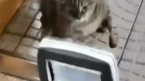 Boxing Cat