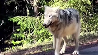 HUGE Wolf walks down highway (man left speechless)