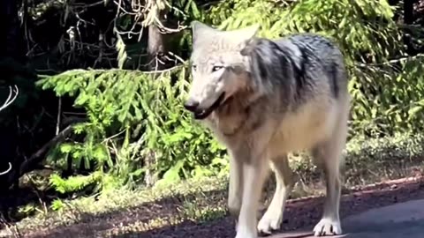 HUGE Wolf walks down highway (man left speechless)