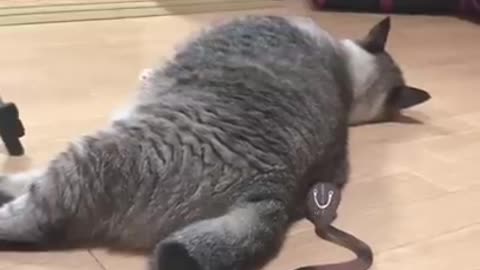 Cute Cat| Cat surprised