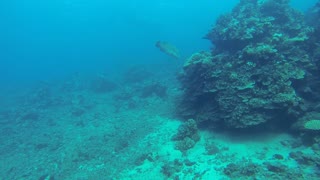 Diving the island of Tahiti