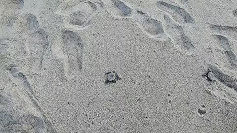 Nakatajima Sand Dunes Loggerhead Sea Turtle Release - Hamamatsu, Japan