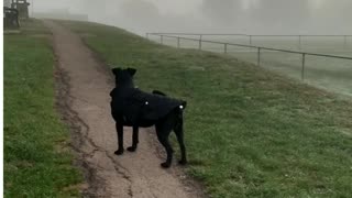 Foggy walk around the Rec