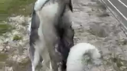 2 SIBERIAN HUSKIES DANCE TOGETHER!!