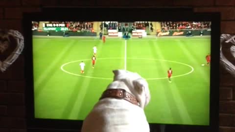Bulldog loves soccer, deeply involved in match on TV
