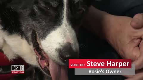 Smart Border Collie Gets Help at Local Police Station