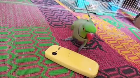 amazing parrot bird playing,parrot bird speaking