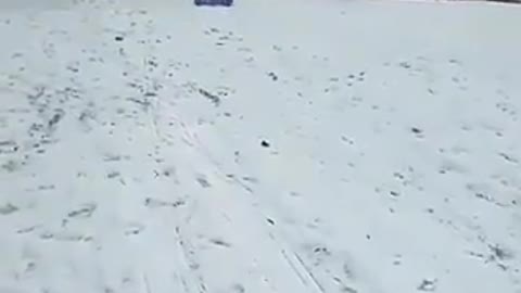 Dog using a sled to slide on snow