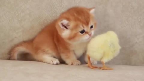 Kitten Walk With a Tiny Chicken 🐥