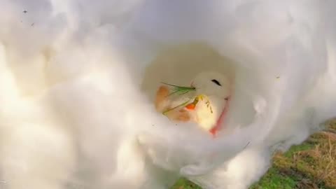 bunny land on cloud