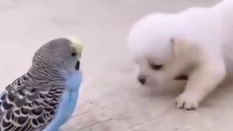 El perrito y el lorito