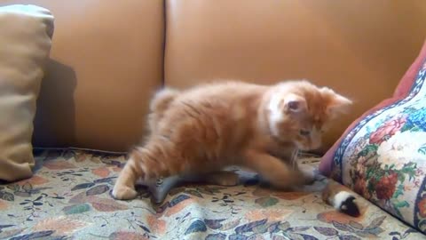 Viral Kitten playing with ? Comment in section