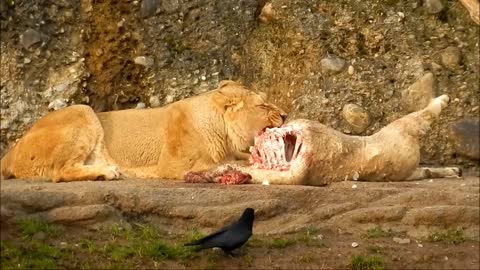How lion eats