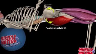 How to Avoid Injuries While Lifting: Watch the muscles in 3D