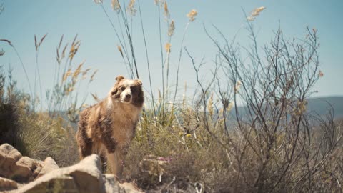 A Brown Dog Outdoors