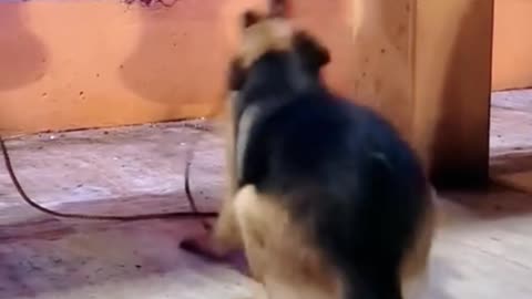 Dog playing bell