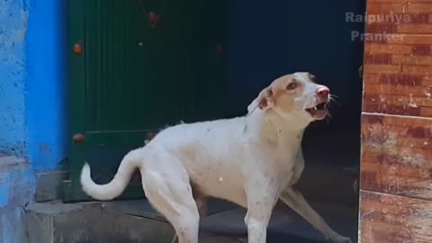 Dog Prank Funny Video | dog and Fake bear #7