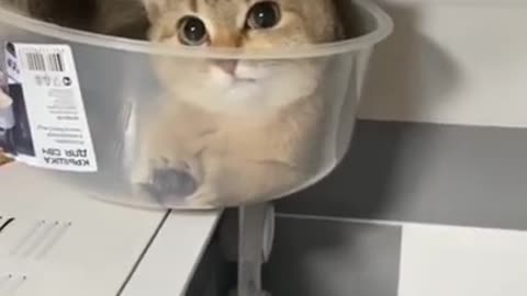 The best cat video