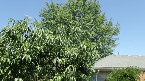 Raising Monarchs from Egg Laying Onward (Part 11) Last 2 released