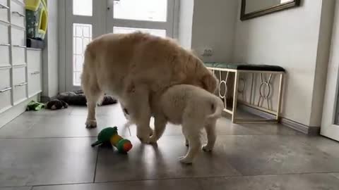 Golden Retriever Puppy Demands Attention