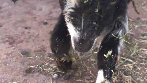 First Steps & Talks: Newborn Baby Goat's Big Moment! 🐐🎉 #shorts #babygoats #H5Ranch