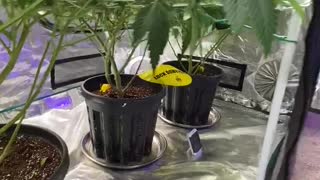 Growing tips in the weed room