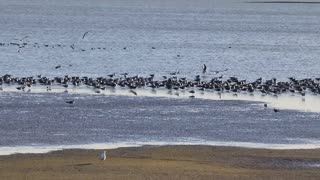 BIRDS 🐦 AT TIKY ISLAND TEXAS USA