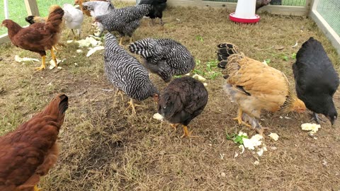 Cilantro and Zucchini