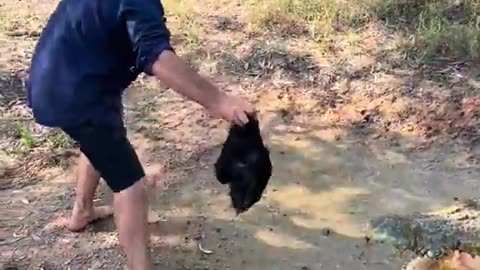 Feeding a massive crocodile