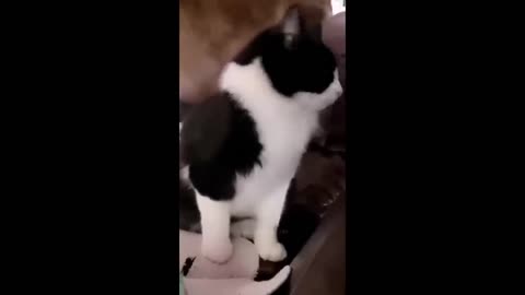 Funniest Animals 😄 New Funny Cats and Dogs Videos