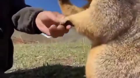 A groundhog can't contain his love for biscuits